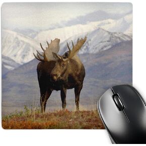 3dRose LLC 8 x 8 x 0.25 Inches Mouse Pad, Moose Bull Wildlife Denali National Park Alaska Steve Kazlowski (mp_87701_1)