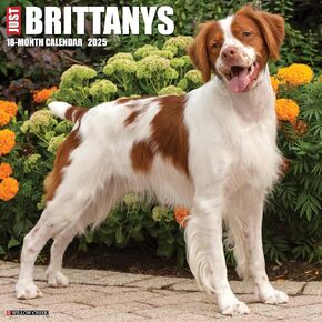 Willow Creek Press Brittanys Monthly 2025 Wall Calendar (12" x 12")