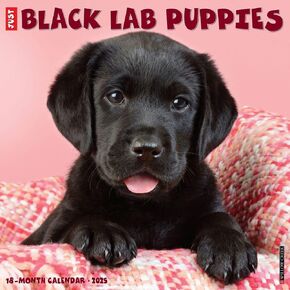 Willow Creek Press Black Lab Puppies Monthly 2025 Wall Calendar (12" x 12")