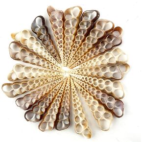 Heyiwell 20PC Center Cut Brown Turretella Shells for Crafts Windchimes Home Decor 3"~4" Inch