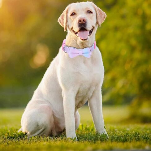 Soft & Comfy Dog Collar with Bow, Detachable and Adjustable Bow Tie Collar,Durable, and Stylish Pet Collar for Girl Female Small Medium Large Dogs (M, Hot Pink) in Saudi Arabia