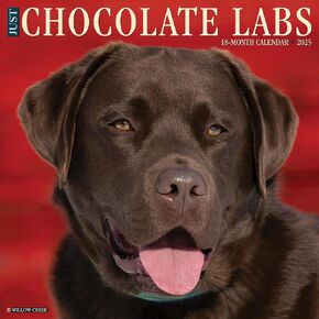 Willow Creek Press Chocolate Labs Monthly 2025 Wall Calendar (12" x 12")