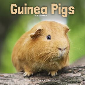 2025 Guinea Pigs Wall Calendar, 12X12, Avonside Publishing