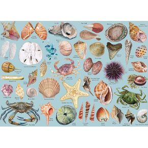 Sea Shells Puzzles for Adults 1000 Pieces, Beach Puzzle Featuring 41 Colorful Seashells, Ocean Scenes Jigsaw Puzzles Includes Sea Glass Crab