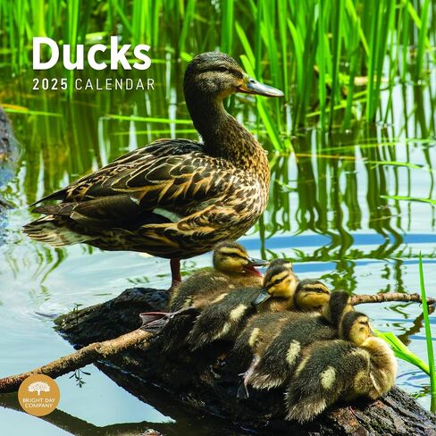 2025 Ducks Monthly Wall Calendar by Bright Day, 12 x 12 Inch Cute Nature Photography Gift in Saudi Arabia