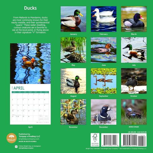 2025 Ducks Monthly Wall Calendar by Bright Day, 12 x 12 Inch Cute Nature Photography Gift in Saudi Arabia