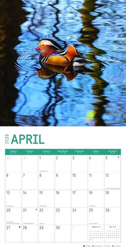 2025 Ducks Monthly Wall Calendar by Bright Day, 12 x 12 Inch Cute Nature Photography Gift in Saudi Arabia