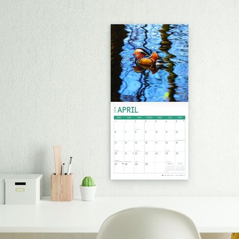 2025 Ducks Monthly Wall Calendar by Bright Day, 12 x 12 Inch Cute Nature Photography Gift in Saudi Arabia