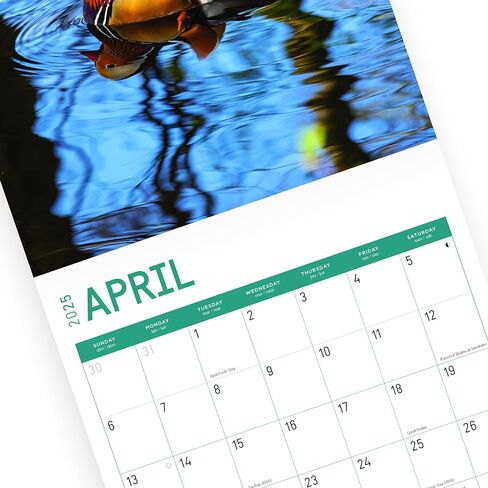2025 Ducks Monthly Wall Calendar by Bright Day, 12 x 12 Inch Cute Nature Photography Gift in Saudi Arabia