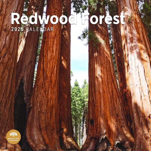 2025 Redwood Forest Monthly Wall Calendar by Bright Day, 12 x 12 Inch National Park Scenic Photography in Saudi Arabia
