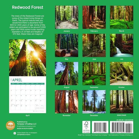 2025 Redwood Forest Monthly Wall Calendar by Bright Day, 12 x 12 Inch National Park Scenic Photography in Saudi Arabia