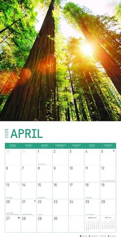 2025 Redwood Forest Monthly Wall Calendar by Bright Day, 12 x 12 Inch National Park Scenic Photography in Saudi Arabia