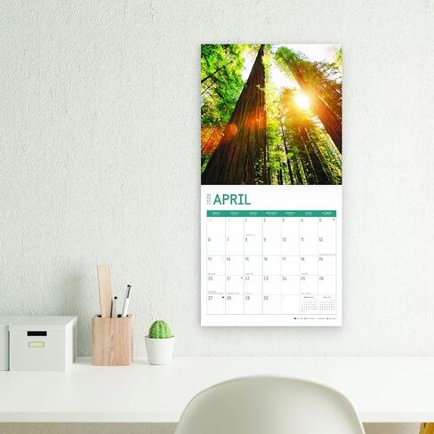2025 Redwood Forest Monthly Wall Calendar by Bright Day, 12 x 12 Inch National Park Scenic Photography in Saudi Arabia