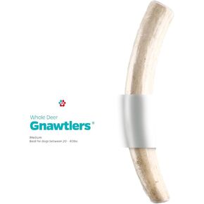 Pet Parents Gnawtlers-Premium Deer Antlers for Dogs, Naturally Shed Deer Antlers, All Natural Deer Antler Dog Chew, Selected from The Heartland Region (Medium, 1 Count)