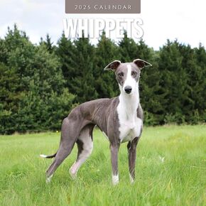 Red Robin 2025 Whippets Monthly Wall Calendar | 12" x 24" Open | Premium Thick & Sturdy Paper | Hangable 12 Month Calendar | Plastic Free | 4 Month Transition Page for 2024