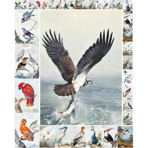 حزمة ورق Decoupage (35 ورقة مقاس 6 × 8 بوصة) النسور والببغاوات وغيرها من الطيور الجميلة FLONZ بطاقات الصور التوضيحية العتيقة لDecoupage والحرف اليدوية وسكرابوكينغ