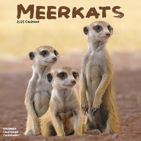2025 Meerkats Wall Calendar, 12X12, Avonside Publishing