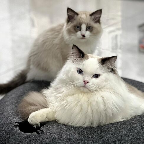 Donut Cat Tunnel Bed Peekaboo Cat Cave for Large Cats Up to 30 Lbs, Kitty Interactive Playing Tent House for Multiple Cats,Detachable,Scratch Resistant (Light Gray, Medium - 20 Inch Diameter) in Kuwait