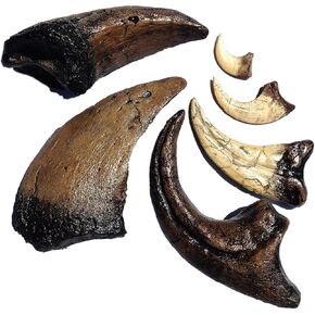مجموعة طبق الأصل من DINOSAURS ROCK® Dinosaur Claw Fossil Replica - مجموعة هدايا مكونة من 6 قطع