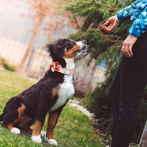 DALUZ Girl Dog Collar with Flower, Adjustable Soft Comfy Floral Dog Collar for Small Medium Large Dogs, Stylish Small Pink Dog Collar with Metal Safety Buckle for Puppy Girl Boy Dogs in Saudi Arabia