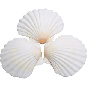Lucky Baby 25pcs Scallop Shells for Crafts, 2-3 Inches White Large Natural Seashells for DIY Home Decor, Baking Shells for Serving Food