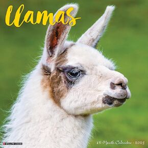 Willow Creek Press Llamas Monthly 2025 Wall Calendar (12" x 12")