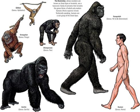 تقويم Bigfoot لعام 2025 - تقويم حائط لمدة 13 شهرًا مقاس 11 بوصة × 19 بوصة مفتوح - هدية ممتعة لمحبي الساسكواتش والكريبتيدات والمجهول (لقاءات خطيرة) in Kuwait
