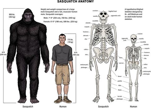 تقويم Bigfoot لعام 2025 - تقويم حائط لمدة 13 شهرًا مقاس 11 بوصة × 19 بوصة مفتوح - هدية ممتعة لمحبي الساسكواتش والكريبتيدات والمجهول (لقاءات خطيرة) in Kuwait