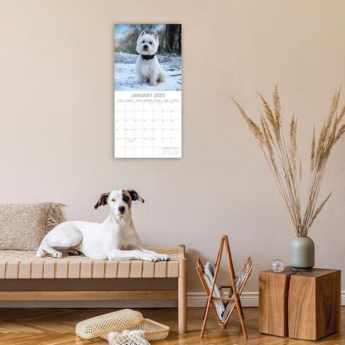 The Gifted Stationary 2025 Square Wall Calendar, West Highland White Terriers, 16-Month Animals Theme Hanging Calendar with 180 Reminder Stickers, Month Planner for Home or Creative Spaces, 12x12 In in Saudi Arabia