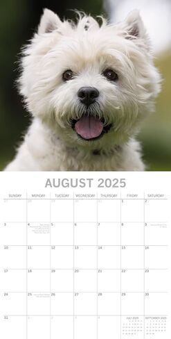 The Gifted Stationary 2025 Square Wall Calendar, West Highland White Terriers, 16-Month Animals Theme Hanging Calendar with 180 Reminder Stickers, Month Planner for Home or Creative Spaces, 12x12 In in Saudi Arabia