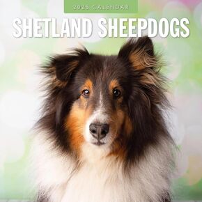 Red Robin 2025 Shetland Sheepdogs Monthly Wall Calendar | 12" x 24" Open | Premium Thick & Sturdy Paper | Hangable 12 Month Calendar | Plastic Free | 4 Month Transition Page for 2024