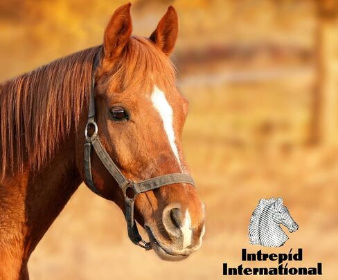 Intrepid International Leather Hand Hold Strap in Saudi Arabia