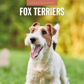 Red Robin 2025 Fox Terriers Monthly Wall Calendar | 12" x 24" Open | Premium Thick & Sturdy Paper | Hangable 12 Month Calendar | Plastic Free | 4 Month Transition Page for 2024