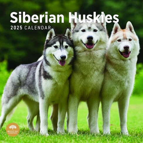 2025 Siberian Huskies Monthly Wall Calendar by Bright Day, 12 x 12 Inch Cute Dog Breed Gift in Saudi Arabia