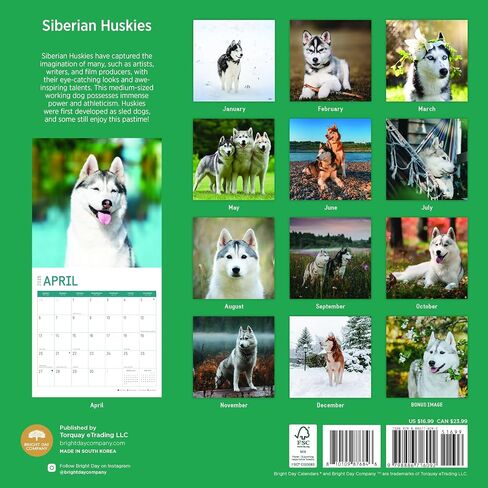 2025 Siberian Huskies Monthly Wall Calendar by Bright Day, 12 x 12 Inch Cute Dog Breed Gift in Saudi Arabia
