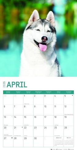 2025 Siberian Huskies Monthly Wall Calendar by Bright Day, 12 x 12 Inch Cute Dog Breed Gift in Saudi Arabia