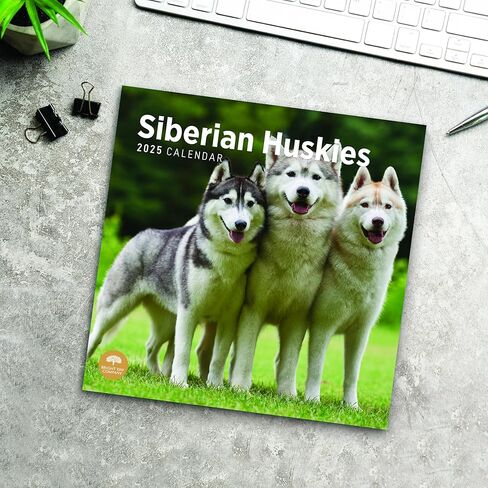2025 Siberian Huskies Monthly Wall Calendar by Bright Day, 12 x 12 Inch Cute Dog Breed Gift in Saudi Arabia