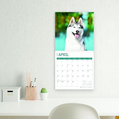 2025 Siberian Huskies Monthly Wall Calendar by Bright Day, 12 x 12 Inch Cute Dog Breed Gift in Saudi Arabia
