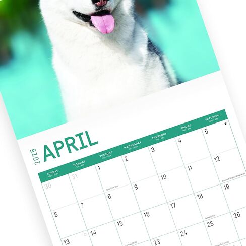2025 Siberian Huskies Monthly Wall Calendar by Bright Day, 12 x 12 Inch Cute Dog Breed Gift in Saudi Arabia