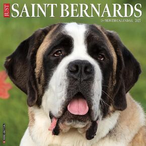 Willow Creek Press Saint Bernards Monthly 2025 Wall Calendar (12" x 12")