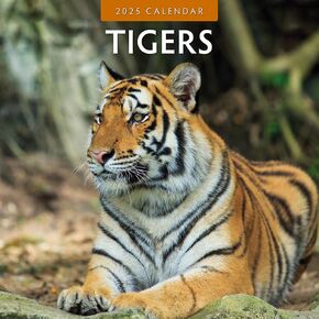 Red Robin 2025 Tigers Monthly Wall Calendar | 12" x 24" Open | Premium Thick & Sturdy Paper | Hangable 12 Month Calendar | Plastic Free | 4 Month Transition Page for 2024