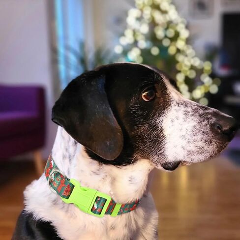 Christmas Dog Collar for Large Dogs, Fall Dog Collar for Boy Girl Dogs, Cute Autumn Pumpkin Dog Collar in Kuwait