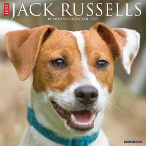 Willow Creek Press Jack Russells Monthly 2025 Wall Calendar (12" x 12")