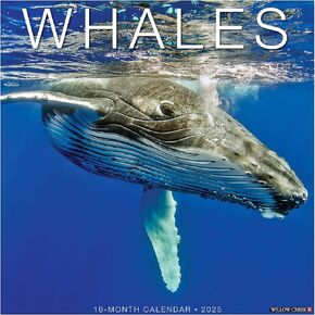 Whales 2025 12" x 12" Wall Calendar