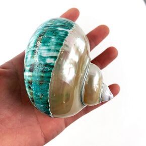 Heyiwell Large Polished Jade Top Turbo Seashells&Hermit Crab Shells 3.5"~4.5" Inch