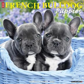 Willow Creek Press French Bulldog Puppies Monthly 2025 Wall Calendar (12" x 12")