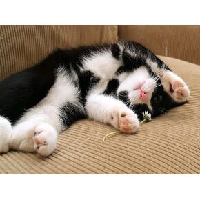 QAZWSX 5D Full Drill Diamond Painting Cute Playful Black and White Cat Kits for Adults Paint by Numbers DIY Gem Art Craft for Girls Gift Wall Decor, 16 x 12 inches