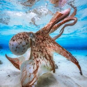 FANGKISSU Marine Life DIY 5D Diamond Paint by Number,Octopus Squid Seaside Shoal Underwater Photography Art Pattern Full Drill Painting Arts Craft for Home Wall Decor 12 x 16 inches …