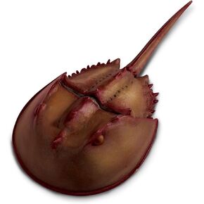 Safari Ltd. Horseshoe Crab Figurine - Detailed 7" Plastic Model Figure - Fun Educational Play Toy for Boys, Girls & Kids Ages 3+