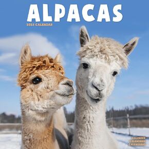 2025 Alpacas Wall Calendar, 12X12, Avonside Publishing